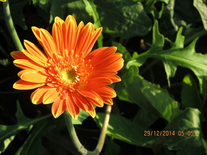 the orange dalia