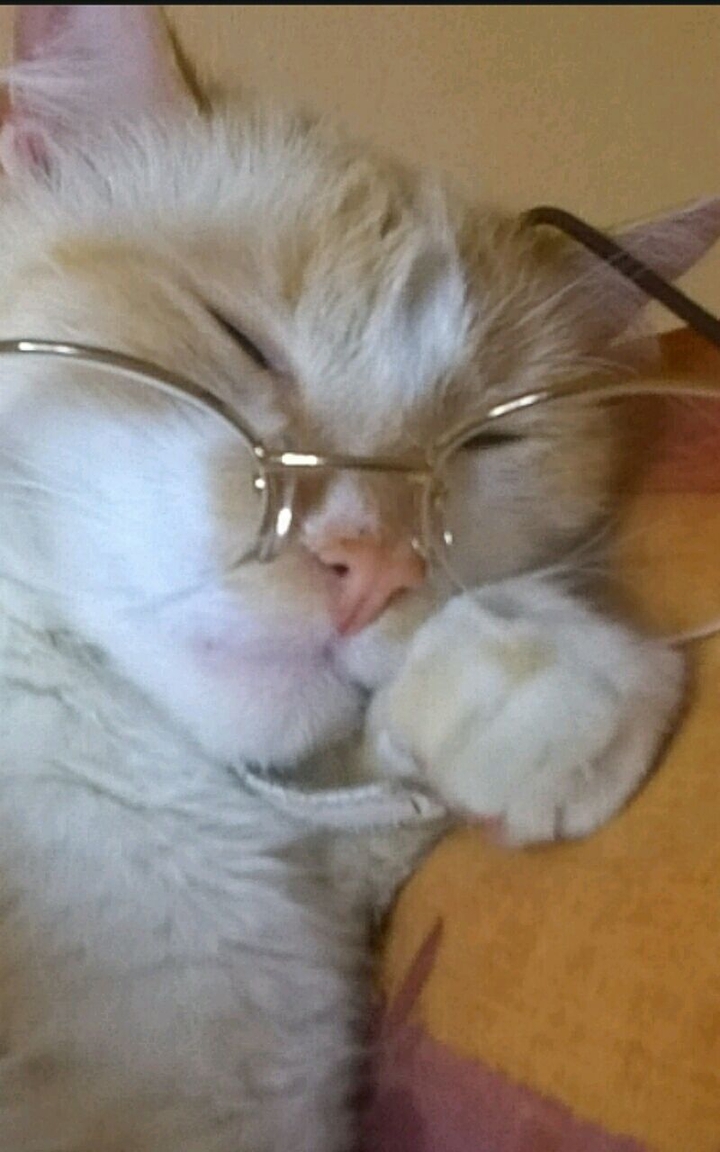 Study cat