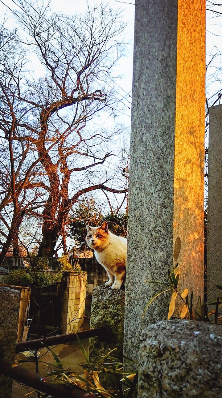 ボス猫
