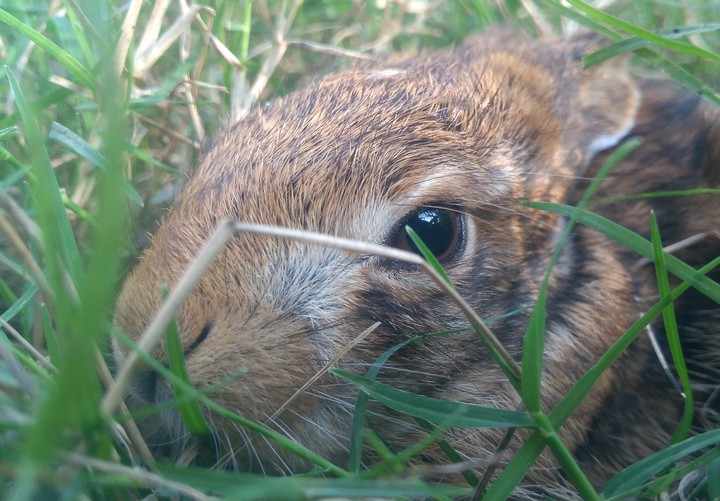 bunny