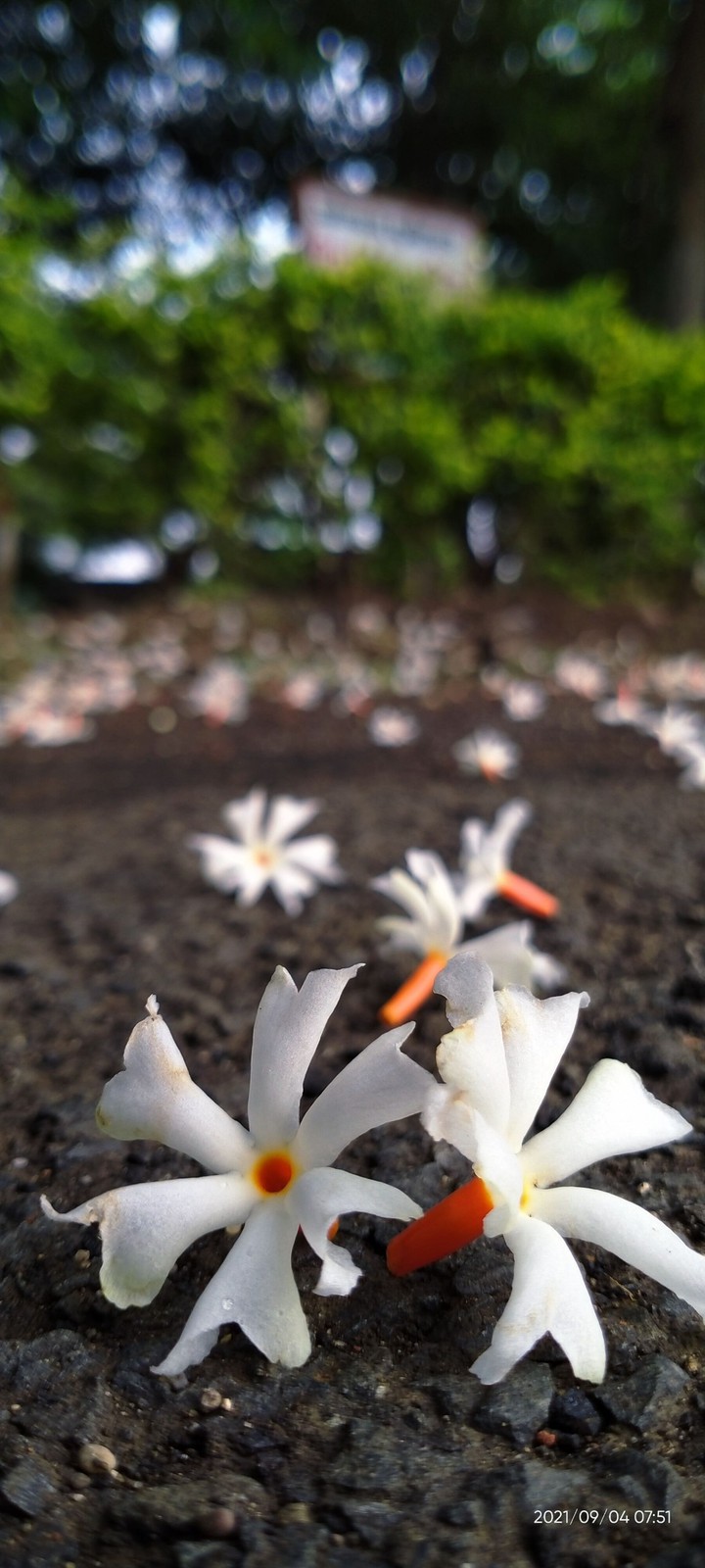 beautiful flowers