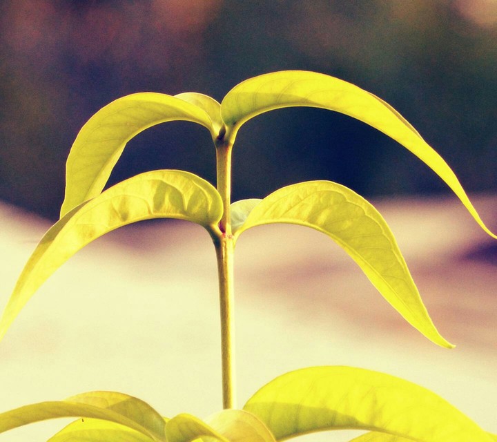 small tree