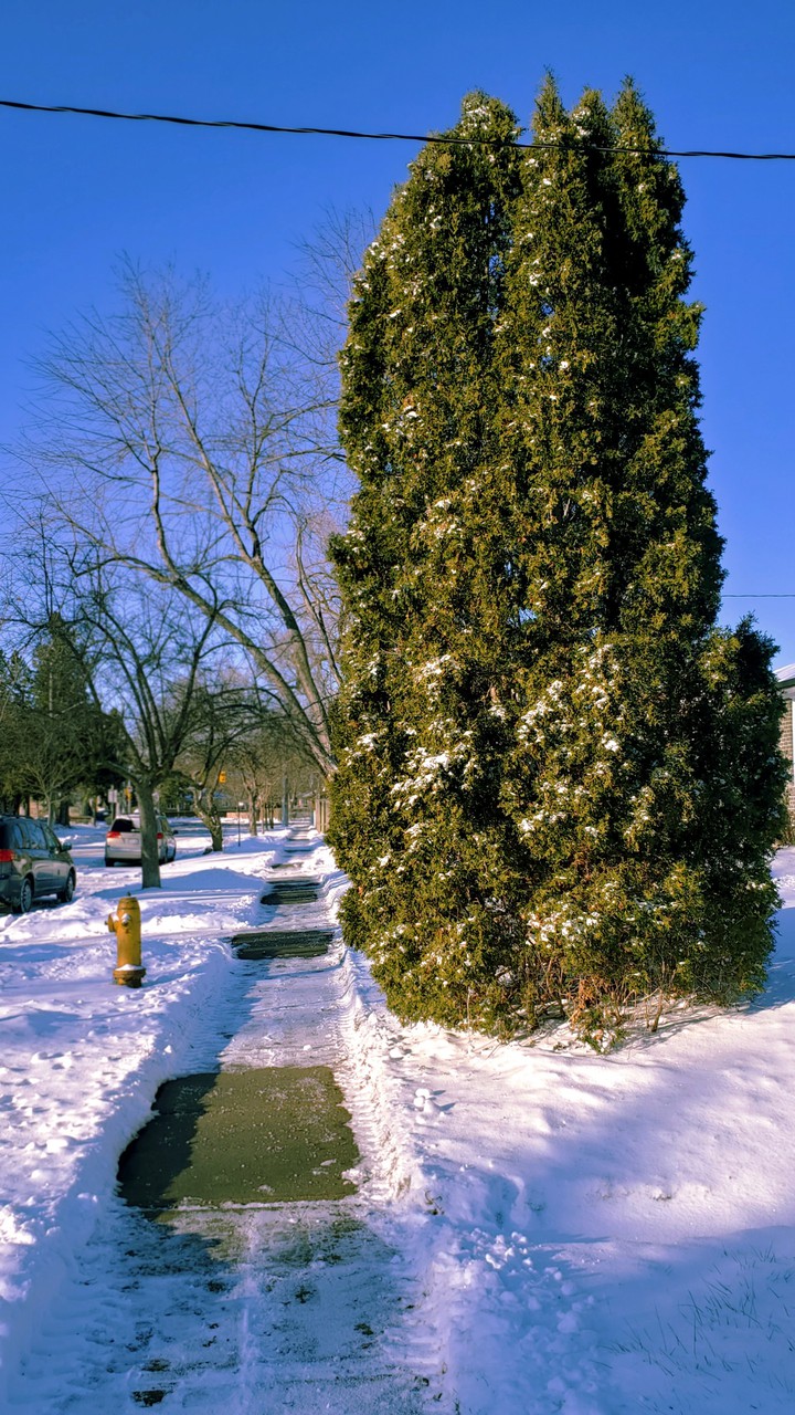 A tree