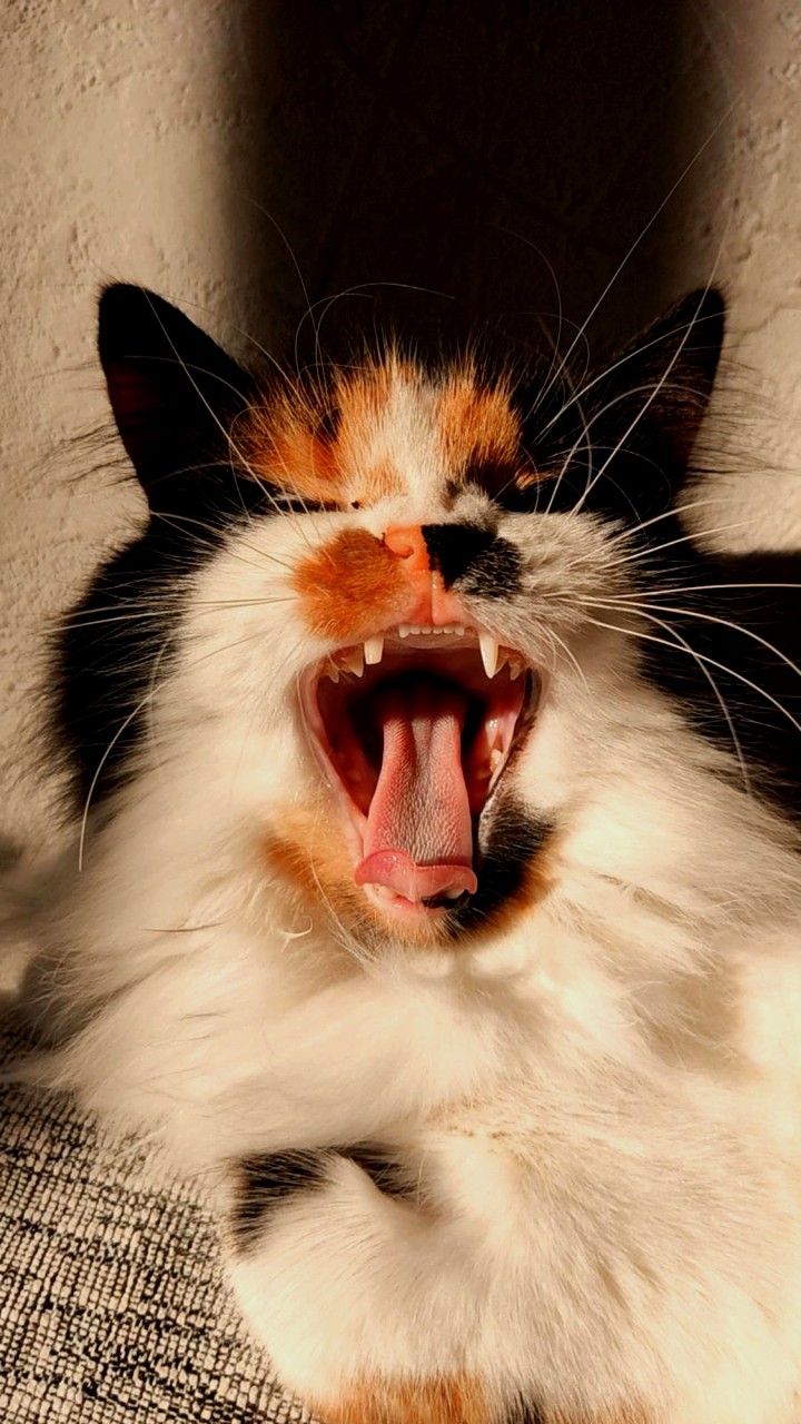 Кошка Шанель