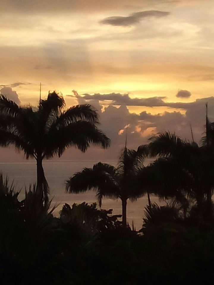 palms