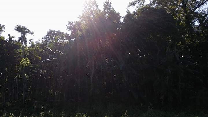sun light
