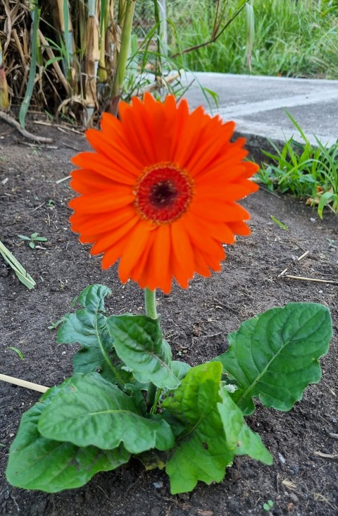 тапети petal, groundcover