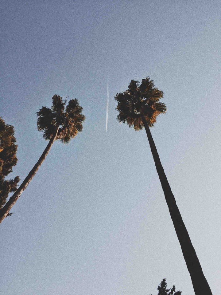 palms