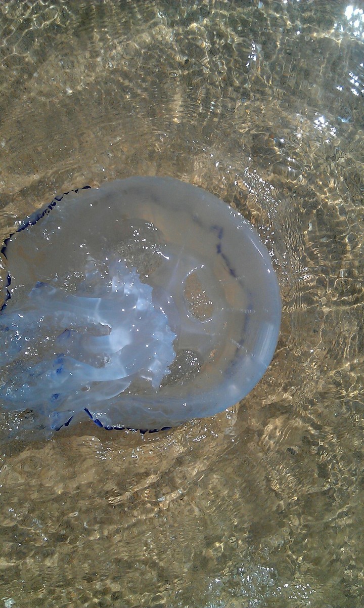 Medusa sea