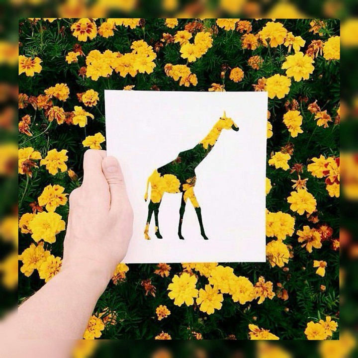 giraffe