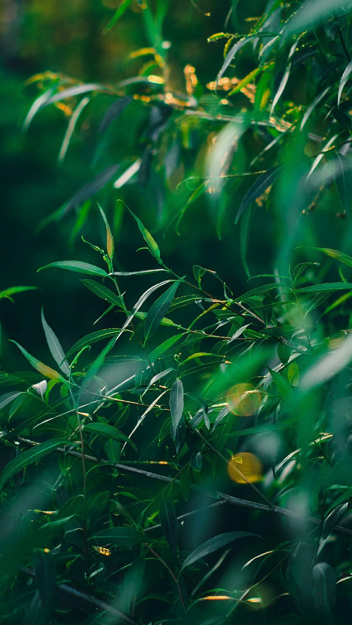 green leave