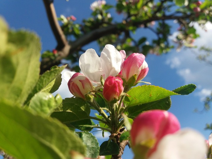 Spring