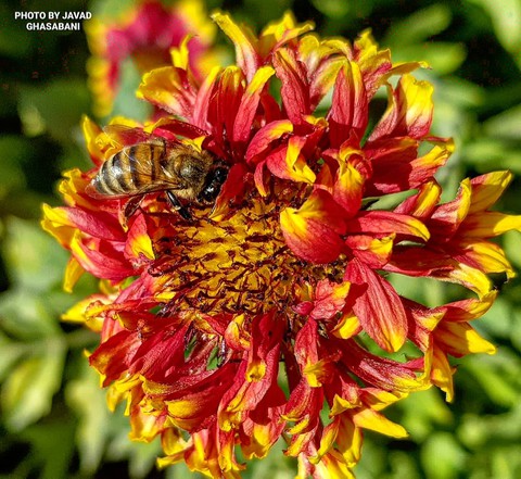 plant, pollinator Hintergrundbilder