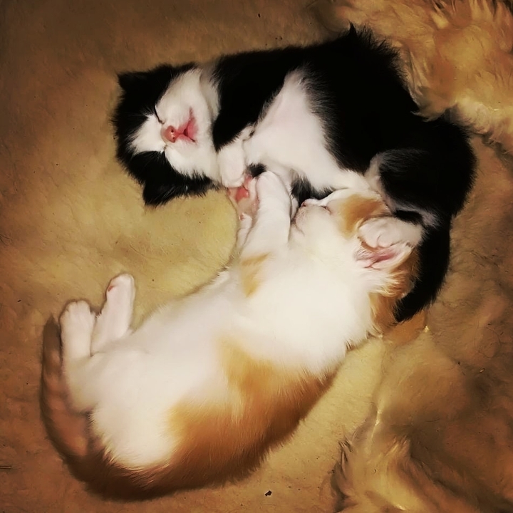 cats