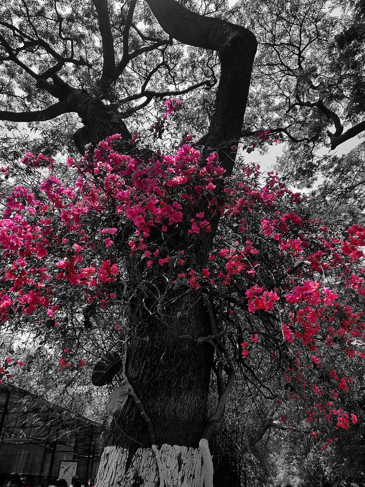 bougainvillea
