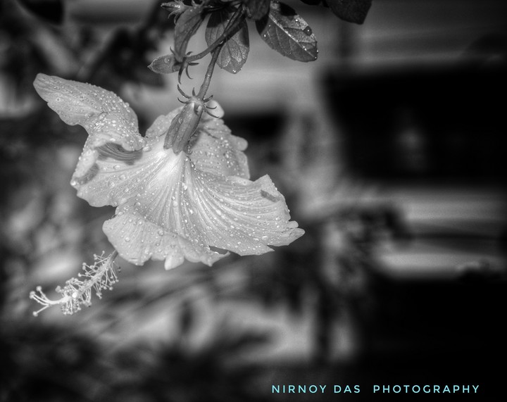 rainy flower moment