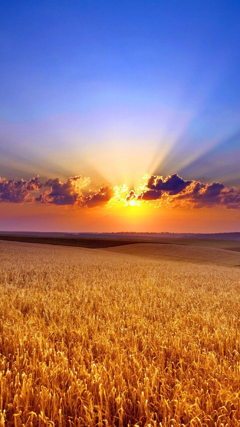 sun and field