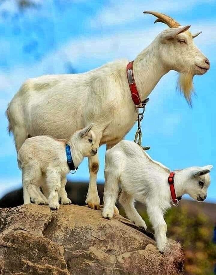 .