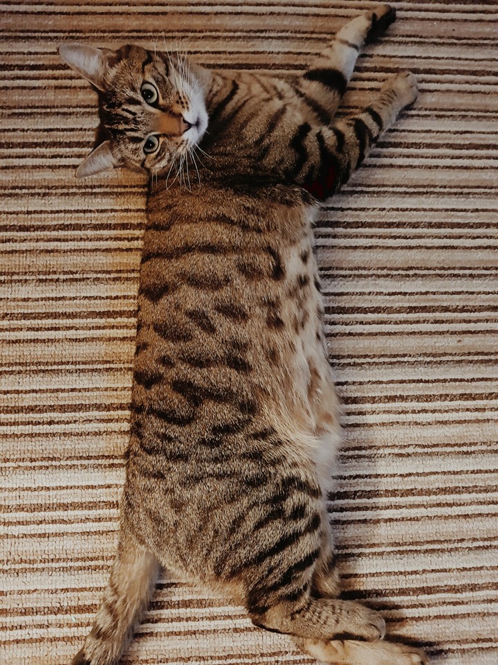 kitkat and some other stripes!