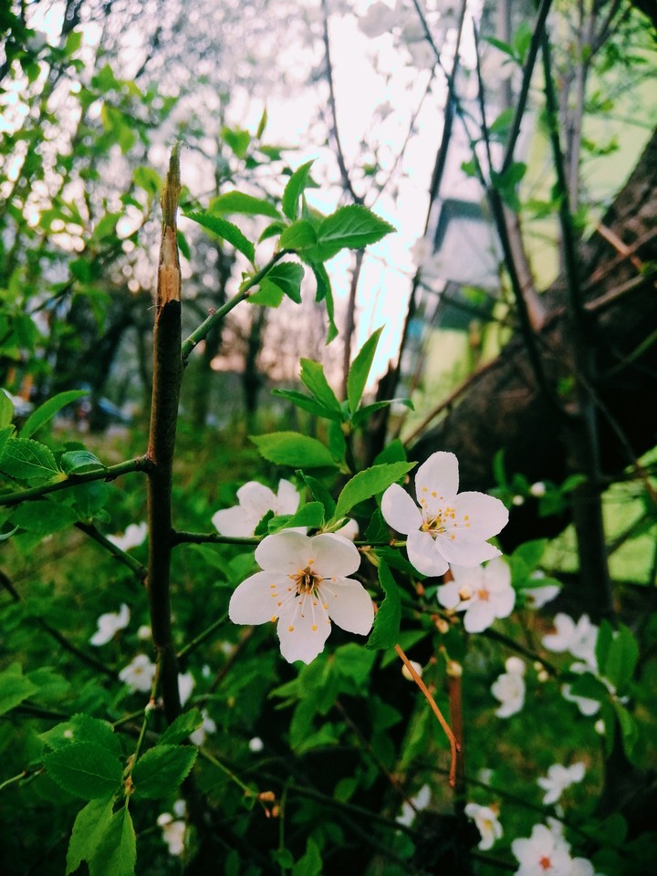 spring in my town