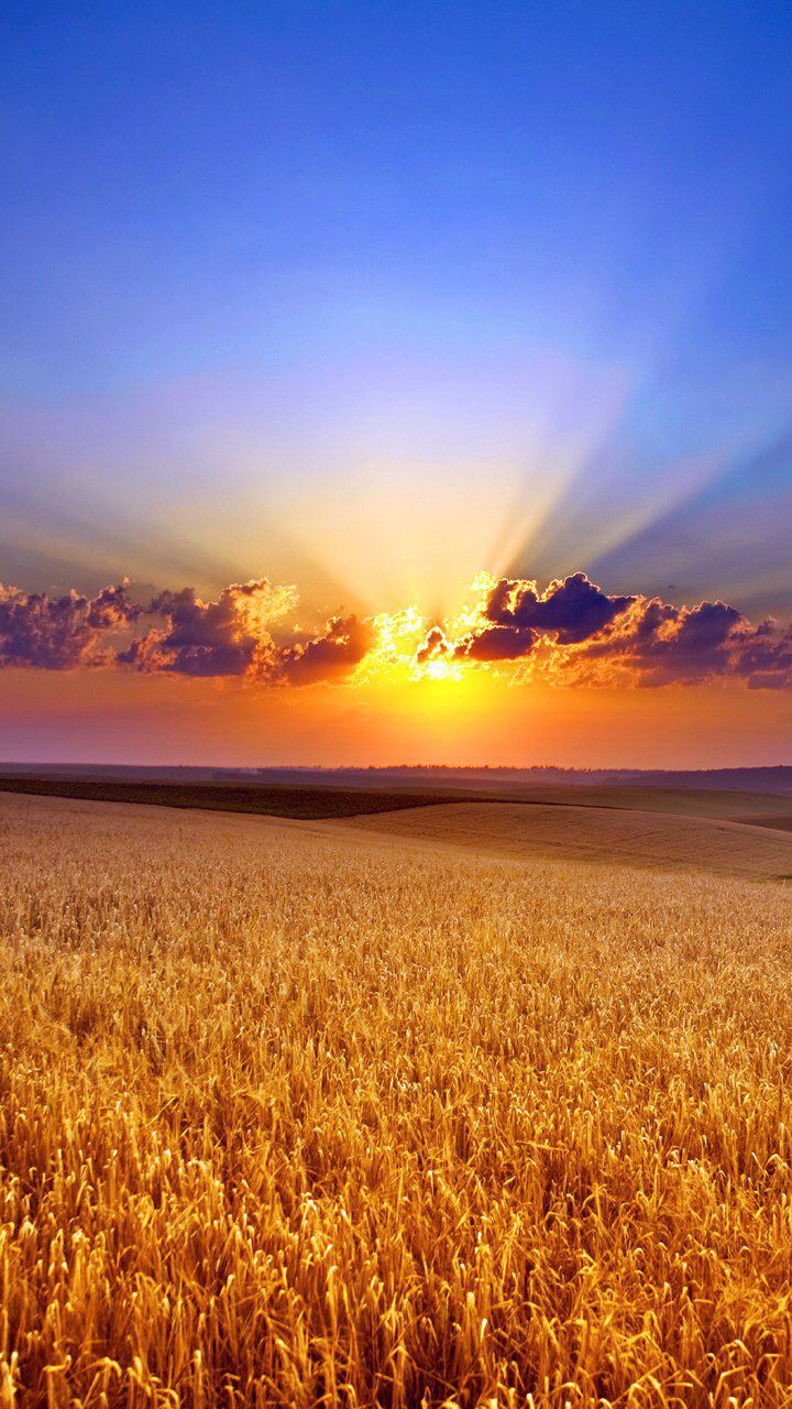 sun and field