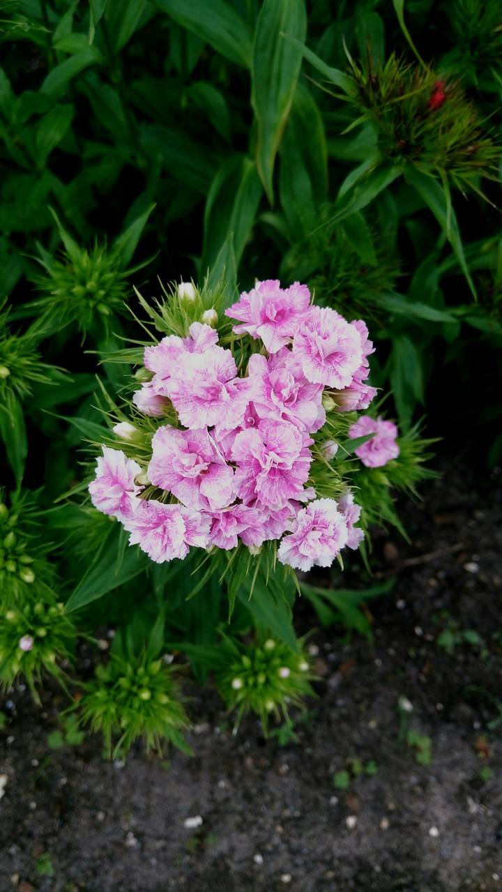 Pink Flower