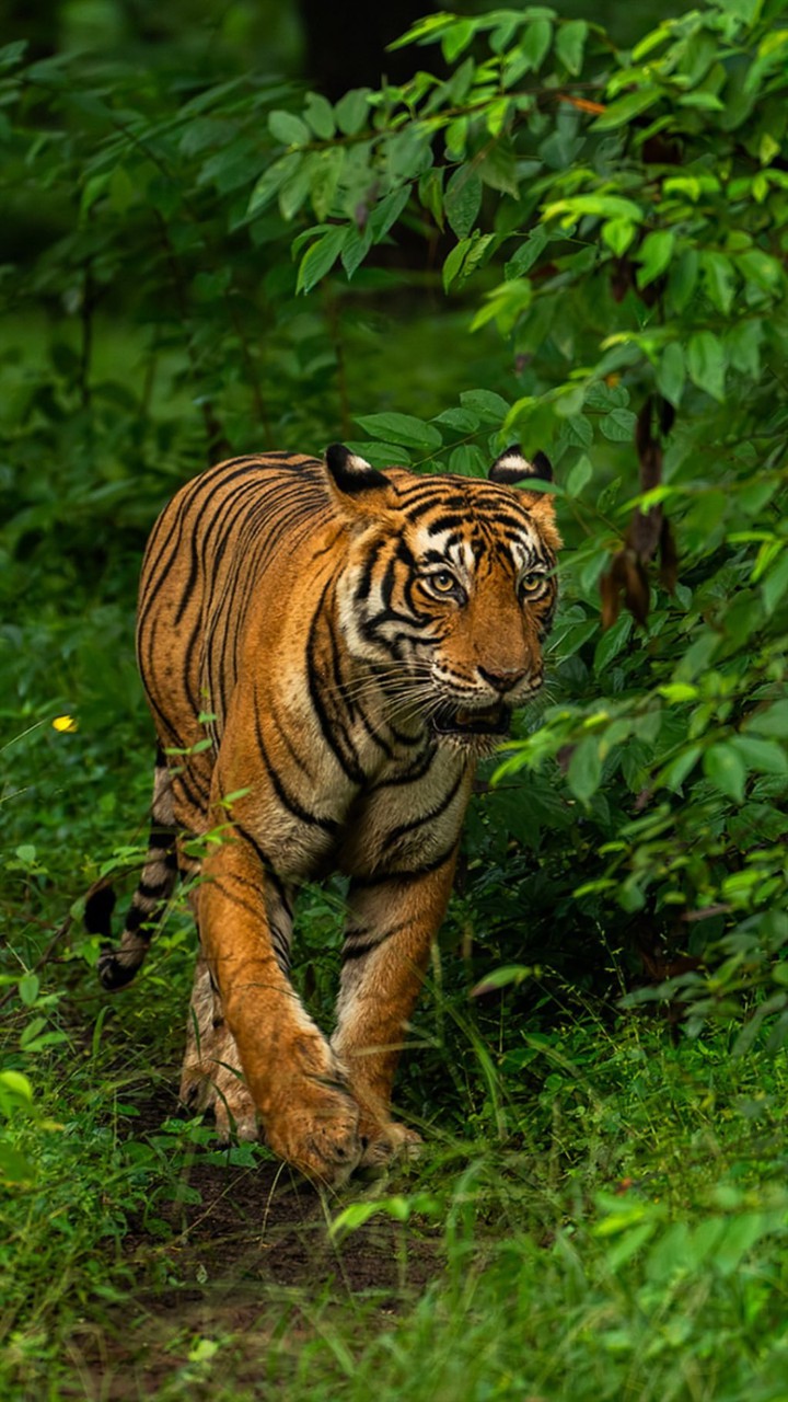tiger