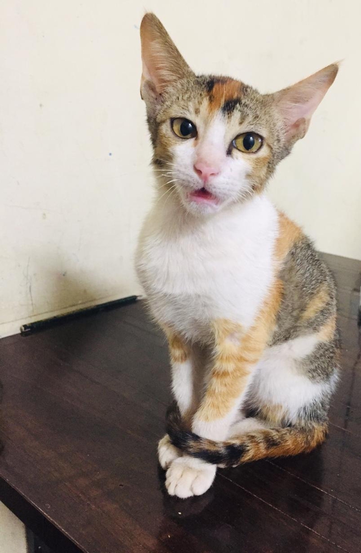 cat.