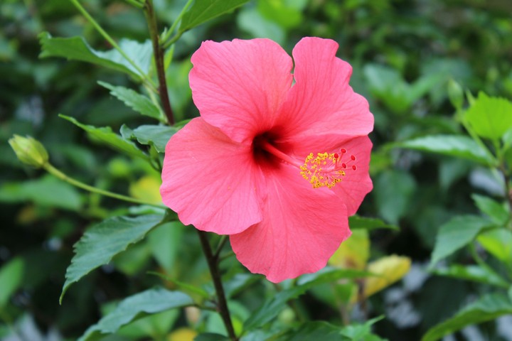 Hibiscus