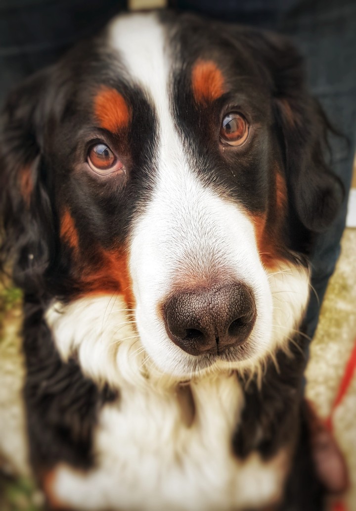 Bea