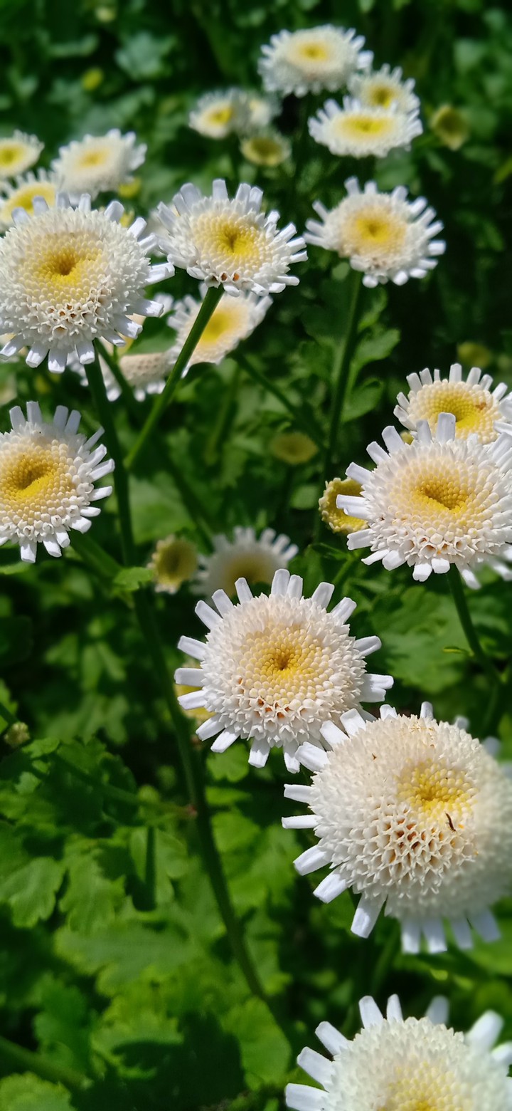 from my garden
