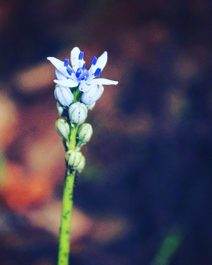 mini flower