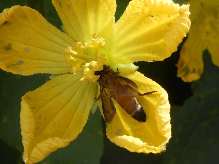 flower-bee