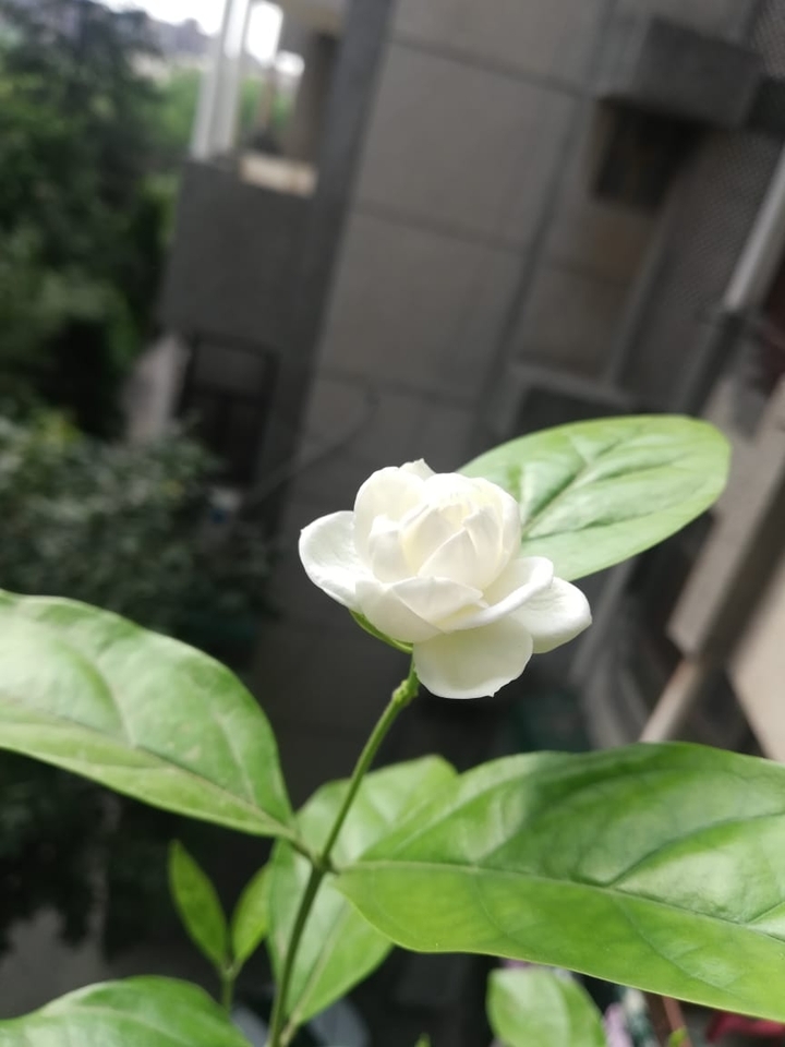 Jasmine