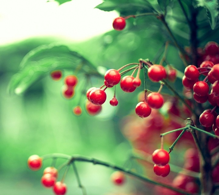 red berries