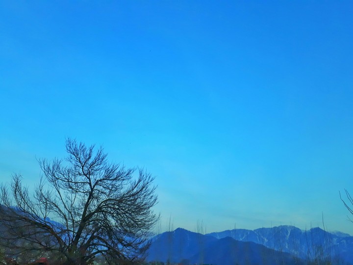 Sterile mulberry tree with backdrop of Mt harmukh