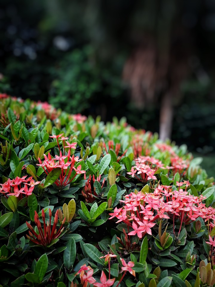 Red flowers on the hedge