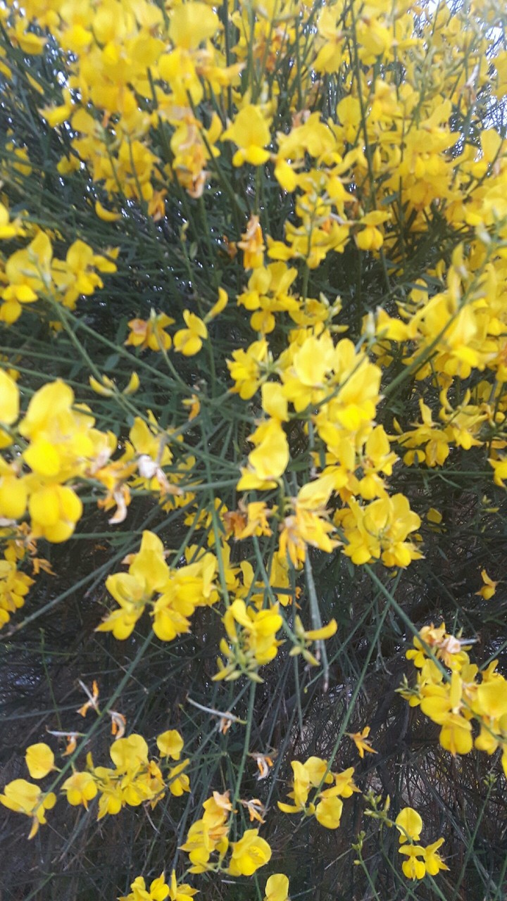 Ginestra...profumo di Sicilia