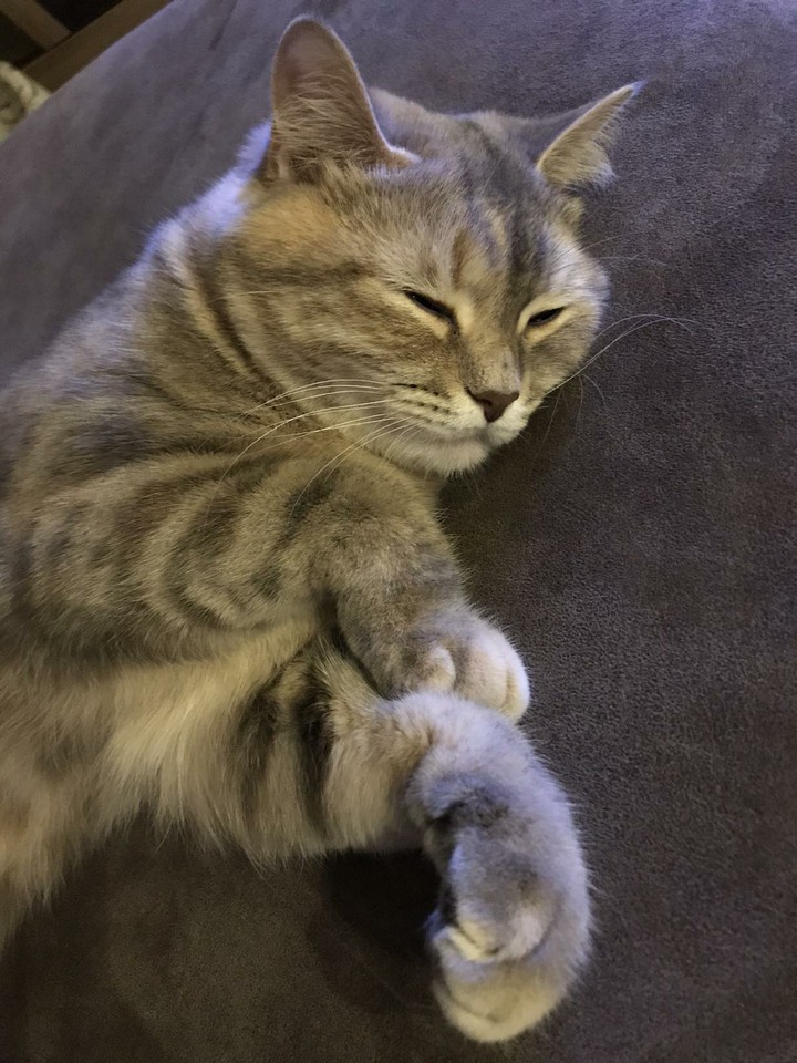 kitty