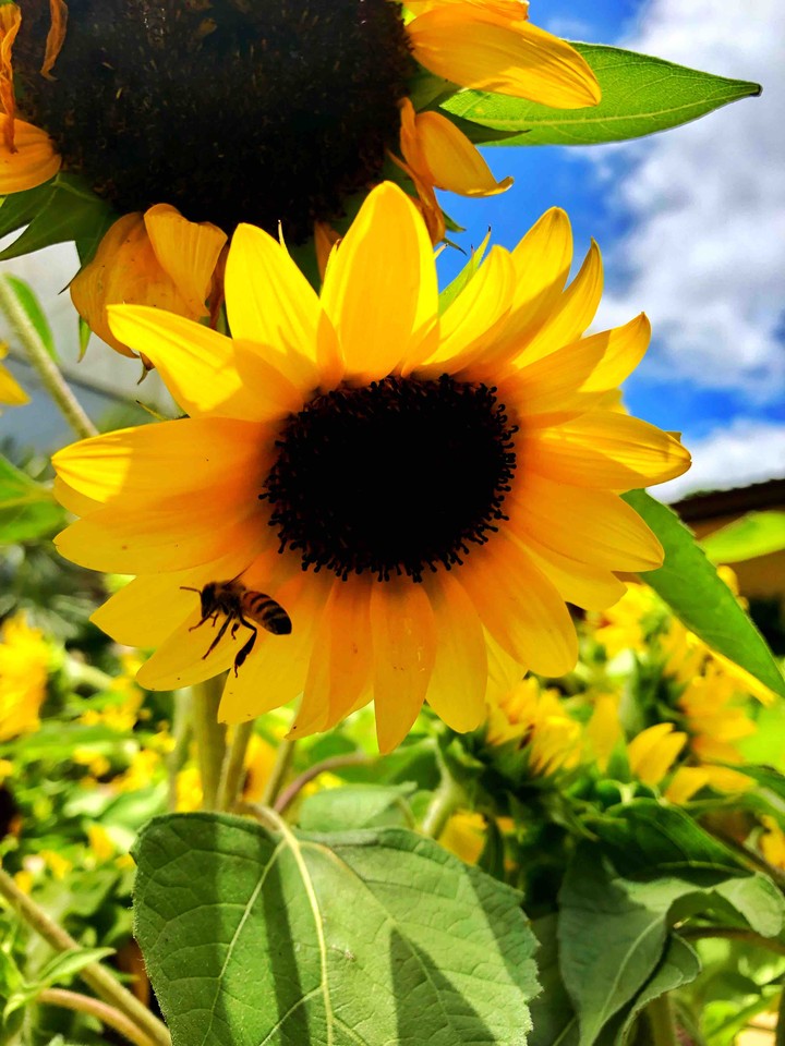 sunflower bee