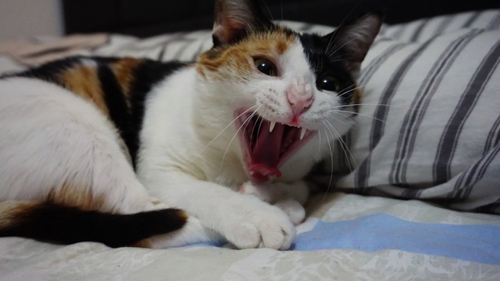 yawning