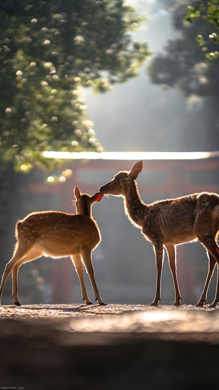 Deers ?