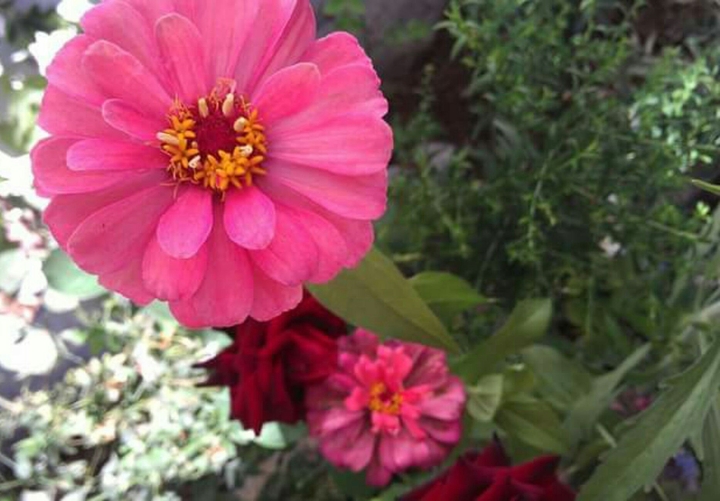 Just Pink!