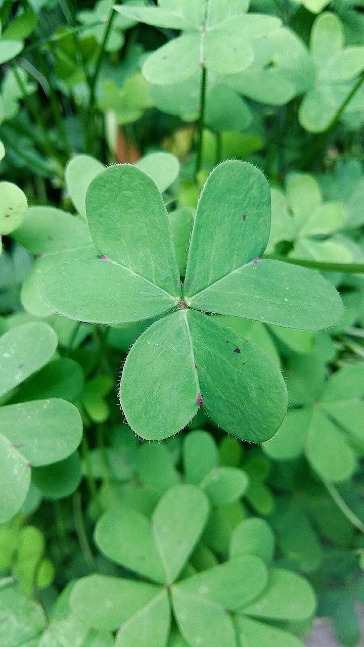 color of nature