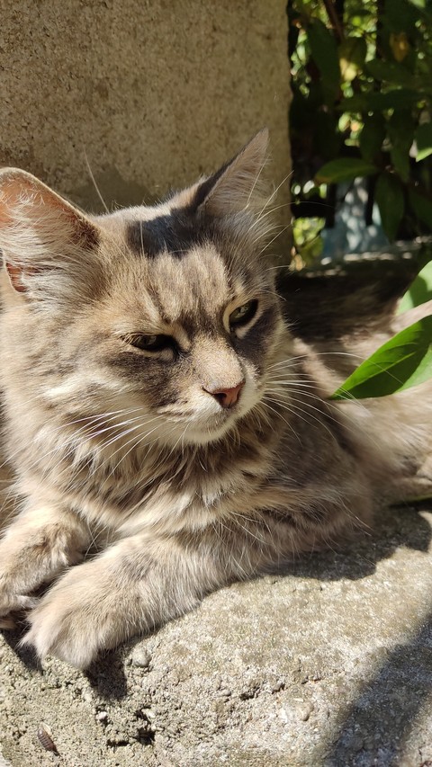 fonds d'écran cat, snout