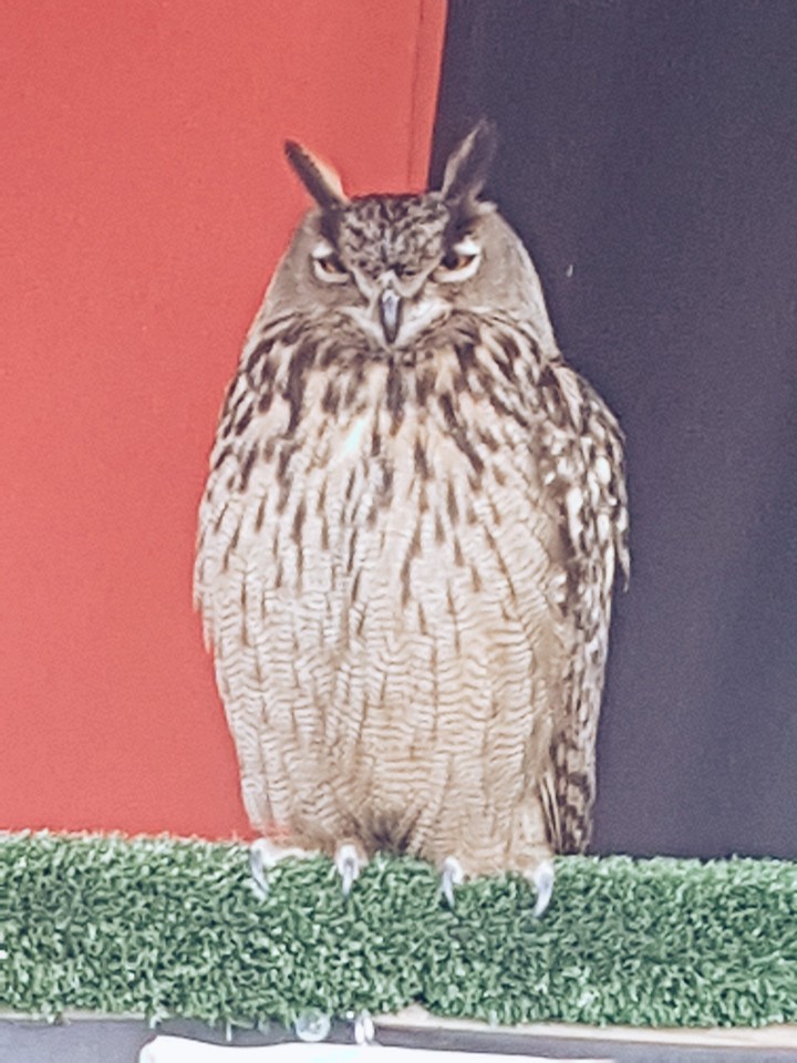 Hibou