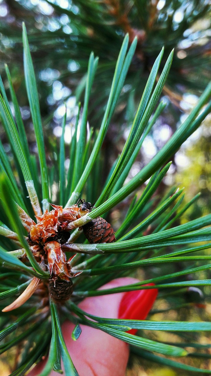Ant on the pine
