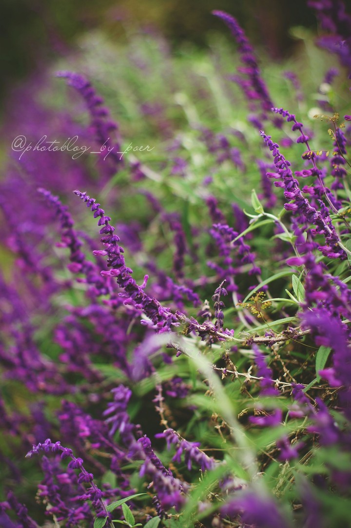In The Path where Lavender Grows