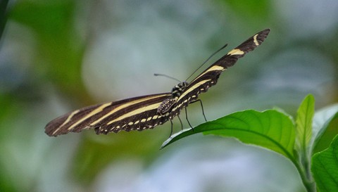 butterfly, leaf duvar kağıtları