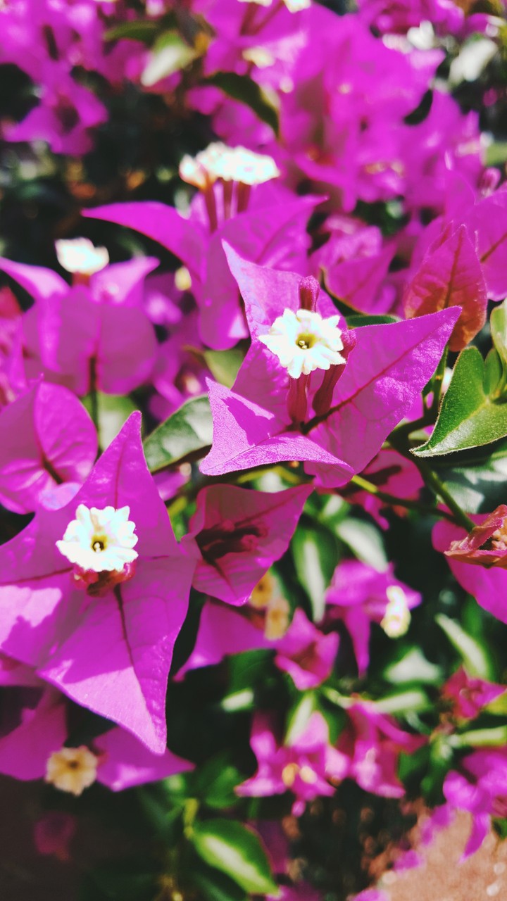 purple flowers